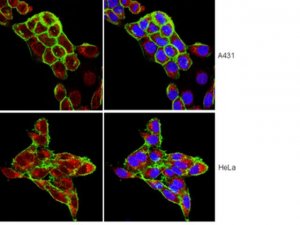 Anti-FOXO1 Antibody, clone 2H8.2 