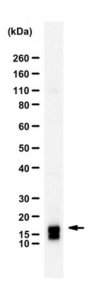 Anti-Glutaredoxin-2 (Grx2) 