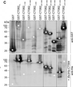 Anti-Glutathione-S-Transferase (GST) antibody produced in rabbit 