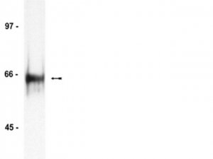 Anti-HDAC1 Antibody 