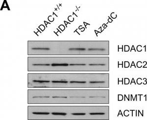 Anti-HDAC2 Antibody, clone 3F3 