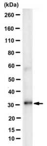 Anti-Histone H1o/H5 Antibody, clone 3H9 