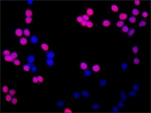 Anti-HOXA3 antibody produced in rabbit 