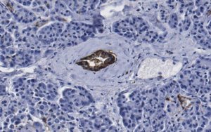 Anti-HPd2 Antibody, clone DHIC3-5H10 