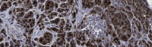 Anti-HPx1 Antibody, clone HIC0-3B3 