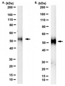Anti-HYAL1 Antibody, clone 1D10 