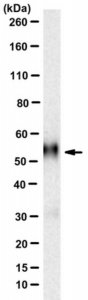 Anti-IL13R alpha 1 Antibody, clone IG3 
