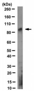Anti-KAT2A (GCN5) Antibody, clone 2GC-2C11 