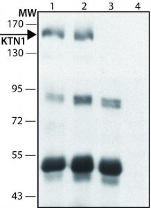 Anti-KTN1 antibody produced in rabbit 