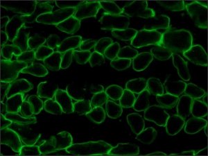 Anti-Laminin-2 (-2 Chain) antibody, Rat monoclonal 