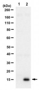 Anti-LC3A/B Antibody, clone 4F11.1 