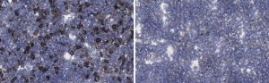 Anti-LOTUS Antibody, clone H24G11 