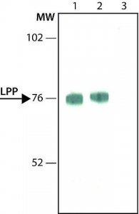 Anti-LPP antibody, Mouse monoclonal 