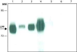 Anti-LPP antibody, Mouse monoclonal 