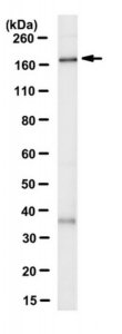 Anti-LRRK1 Antibody, clone 12F2.1 