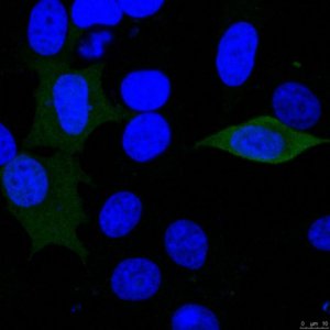 Anti-Luciferase 
