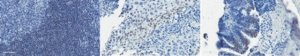 Anti-Lysine-Specific Demethylase 4C (JMJD2C) 