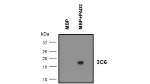 Anti-MBP (Citrulline R130) Antibody, clone 3C6 