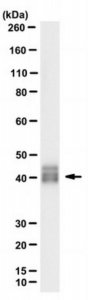 Anti-MBP (Citrulline R130) Antibody, clone 3C6 
