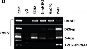 Anti-MeCP2 Antibody 