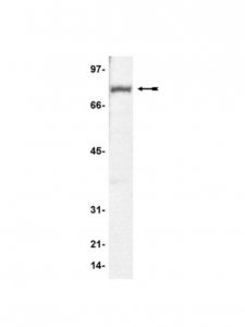 Anti-MeCP2 Antibody 