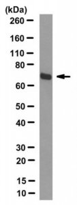 Anti-methylated TLS/FUS Antibody, clone 9G6 