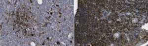 Anti-Microglobulin beta2 Antibody, clone BBM.1 