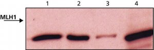 Anti-MLH1 (C-terminal) antibody produced in rabbit 