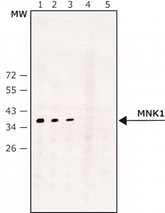 Anti-MNK1 antibody produced in rabbit 