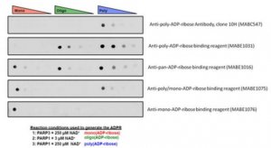 Anti-mono- and poly-ADP-ribose binding reagent 