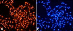 Anti-MSH6 (C-terminal) antibody produced in rabbit 