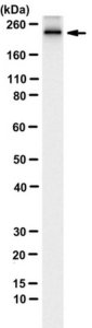 Anti-MYH-2 Antibody, clone 8F72C8 