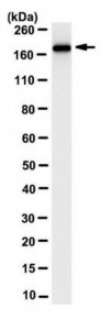 Anti-Myomesin-2 Antibody, clone 3B9.3 
