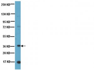 Anti-Nanog Antibody, NT 