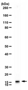 Anti-Neurogranin 