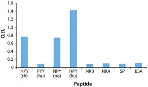 Anti-Neuropeptide Y (NPY) antibody produced in rabbit 
