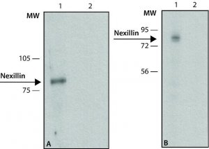 Anti-Nexilin antibody,Mouse monoclonal 