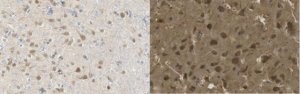 Anti-nonphospho-Ser9/21 GSK3/ Antibody, clone 15C2 