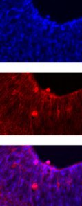 Anti-Notch 1 Antibody, clone mN1A 