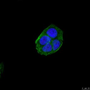 Anti-NuMA1 Antibody, clone AD6-1 