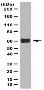 Anti-Occludin Antibody 