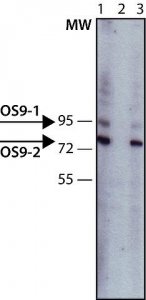 Anti-OS9 antibody produced in rabbit 