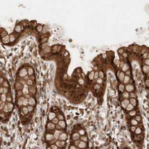 Anti-OTUD7B antibody produced in rabbit 