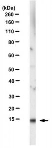 Anti-p15 Antibody, clone PAT56B 