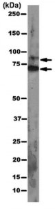 Anti-pan Ago Antibody, clone 2A8 