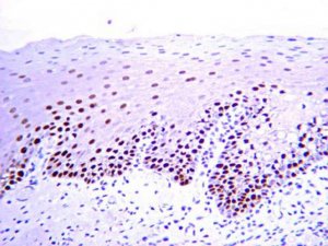 Anti-PCNA Antibody, clone PC10 