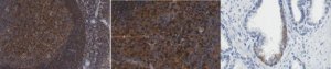 Anti-PD-L2 Antibody, clone 366C.9E5 