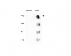 Anti-phospho GATA6 (Ser37) 