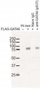 Anti-phospho GATA6 (Ser37) 