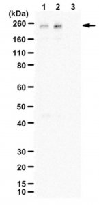 Anti-phospho-LRP-6 (Thr1479) 